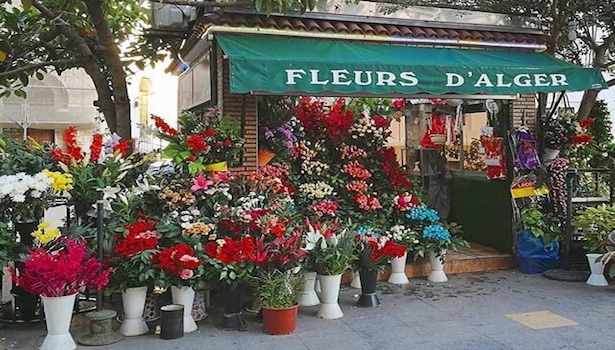 Fleurs d'Alger photo
