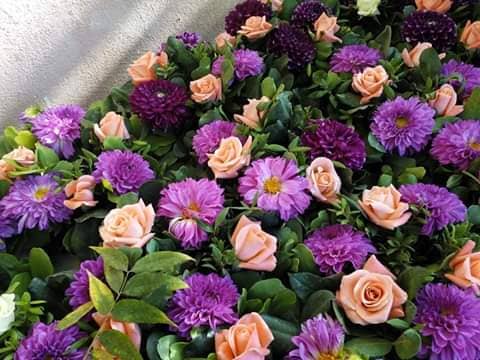 بيلو فلوغيست  photo